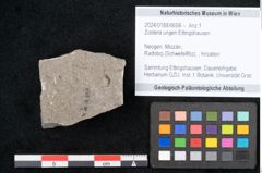 Foto (Objekt + Etikett) von Zostera ungeri Ettingshausen (NHMW-GEO-2024-0188-6658)